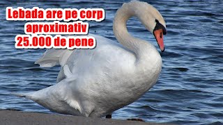 Lebăda are pe corp aproximativ 25000 de pene The swan has approximately 25000 feathers on its body [upl. by Straus740]