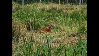 Sitatunga antelope in Odense Zoo [upl. by Nivets132]