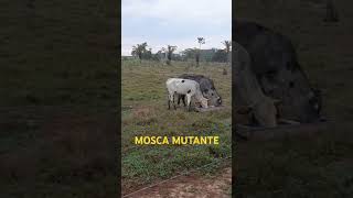 Mosca mutante carrapato gado girolando fazenda [upl. by Adigirb]