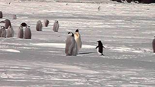 Adelie Among the Emperors Cape Washington Antarctica 2008 [upl. by Adorne]