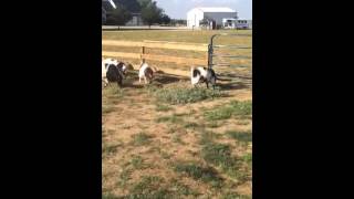 Fainting Goat Discovers Electric Fence [upl. by Keeryt]