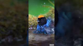 Golden crowned Tanager peru birds wildlife nature rare [upl. by Giustina]