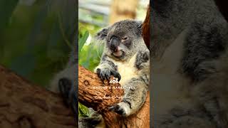 Koalas A Peek into the Lives of Australias Cuddly Icons [upl. by Ahkos]