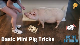 BASIC TRICKS FOR A MINI PIG GUS THE GOTTINGEN [upl. by Chessy615]