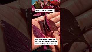 Red Amaranthus leaves in pregnancy pregnancydiet pregnancynutrition pregnancysuperfoods [upl. by Muslim]