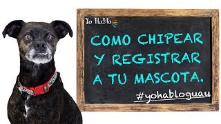 Como chipear y registrar a tu mascota [upl. by Codie878]