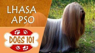 Dogs 101  LHASA APSO  Top Dog Facts About the LHASA APSO [upl. by Sidonnie]