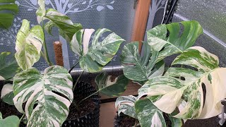 Monstera Albo March 2024 Growth Diary몬스테라 알보컷팅 후 다시 성장New Leaf Aerial Roots Growth20240914 [upl. by Klapp938]