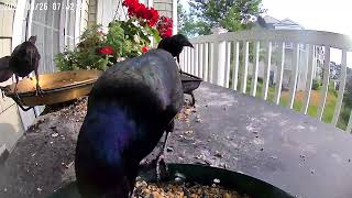 Daily Grackles being Grackles and visiting with a young one [upl. by Arny]