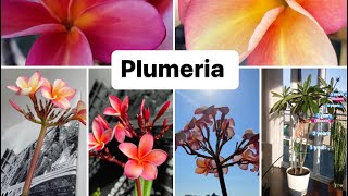 Plumeria indoor care frangipani houseplant [upl. by Eiralih]