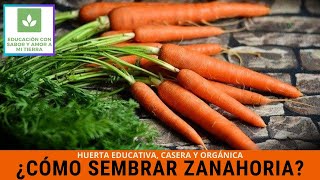 CÓMO SEMBRAR ZANAHORIA [upl. by Lacee]