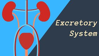 Excretory System  Kidneys Skin and Lungs eliminating waste [upl. by Brittney358]