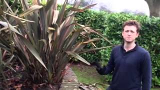 Plant ID guide  Phormium tenax [upl. by Aerdno]