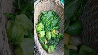 Tomatillo harvest 12th October 2024 part 1shorts growingvegetables gardening [upl. by Anasor293]