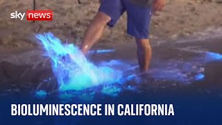 California Bioluminescent waves form as sea plankton appearances become more regular [upl. by Naxor]