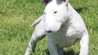 Bull Terrier ASDT KENNEL [upl. by Ilah]