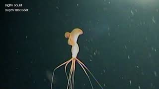 Magnapinna Nightmare Squid  Deep Ocean ROV Footage [upl. by Onitnas450]