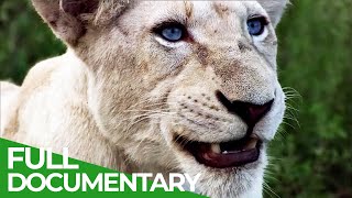 Wildlife of the World 4K  Scenic Animal Film With Inspiring Music [upl. by Briney]