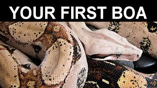 Your First Pet Boa Constrictor A Complete Care Guide for Beginning Boa Keepers [upl. by Ahcsropal862]