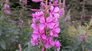 Rosebay Willowherb Exploring the Versatility and Beauty of this Wildflower [upl. by Marillin341]