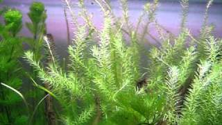 Aquatic plants bubbling [upl. by Alicsirp]