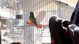 Gouldian Finch  Chirping  Singing [upl. by Desdemona755]