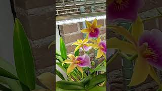 This year has been the best blooming year for my Miltonia Orchids orchid semihydro orchidcare [upl. by Aeki236]