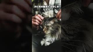 猫の種類とその個性。自分にピッタリの猫を見つけたい方必見！ shorts cat voicevoxずんだもん 猫のいる暮らし 猫好きさんと繋がりたい 猫のいる生活 ペット [upl. by Laforge]