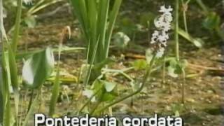 pickerelweed Pontederia cordata [upl. by Necila]