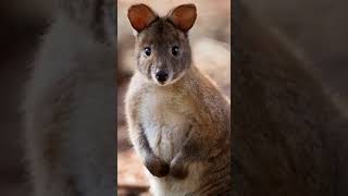 Dramatic Pademelon [upl. by Tsenre]