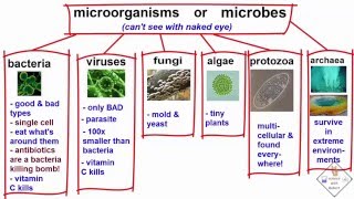 explanation of the types of microbes a science with bobert video short [upl. by Aekerly]