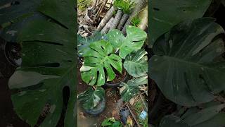 Philodendron Monstera Thai Constellation Variegata plants garden tanamanhias philocasiagarden [upl. by Lionel650]