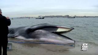 Rescue Crews Race to Save 60Foot Beached Whale  New York Post [upl. by Trudnak]