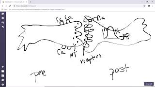 Presynaptic Postsynaptic Neuron [upl. by Vassar]