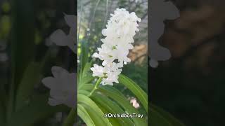 Rhynchostylis coelestis var alba rhynchostylis orchids [upl. by Garald]