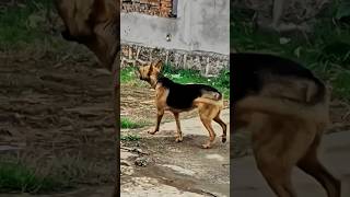 The dog is barking how to stop a dog from barking [upl. by Chickie]