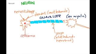 Nervsystemet introduktion [upl. by Debbee]