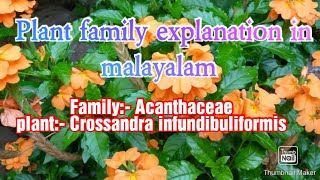 FAMILY ACANTHACEAE family explanation in Malayalam [upl. by Dulce704]