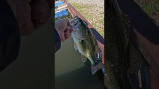 Largemouth Bass in Long Point Fishing Off The Dock shorts [upl. by Moise]