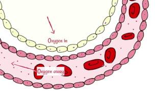 Alveoli Gas Exchange [upl. by Sibyls]