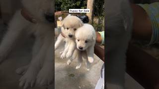 Ranchi Indian Spitz Puppy Sale  Ranchi Dog Market indianspitzpuppy pets shorts doglover [upl. by Mcbride]