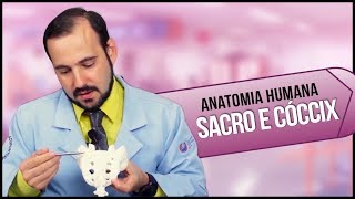 Anatomia Humana SACRO e CÓCCIX PRÁTICA [upl. by Morice368]