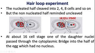 Spemann Experiment Dr S Selva Pon Malar [upl. by Fendig680]