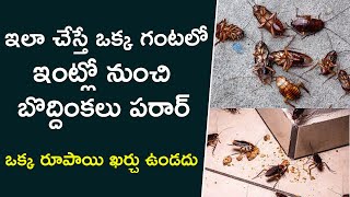 Cockroach Killer Telugu  Cockroach Tips Telugu  Boddinkalu Povalante Em Cheyali [upl. by January801]