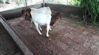 100 pure boer goats are available  royal goats 9890988524 [upl. by Peck]