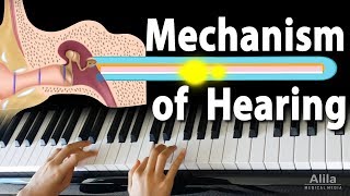 Mechanism of Hearing Animation [upl. by Musihc]