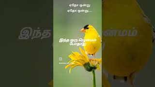 Vennilavai poovai vaipene💞✨vennilavai tamilsongs love [upl. by Ierdna]