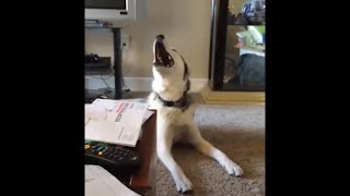 Screaming Husky is Confused [upl. by Annoeik]