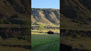 Bison from our Campsite at Theodore Roosevelt National Park [upl. by Kinnie]