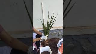 how plant indoor plants using potting mix Order plants to decorate home call 9846050684 [upl. by Patman]